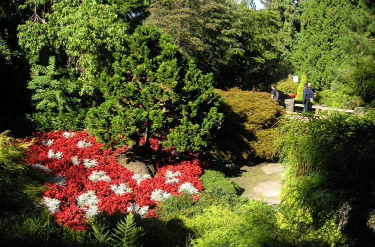 Queen Elizabeth Park Cherry Blossom